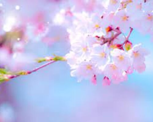 桜
